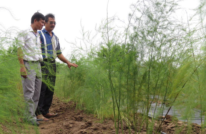 Măng tây - cây trồng mũi nhọn ở Phú Xuyên