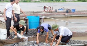 Bắc Ninh: HTX chuyên ngành mở lối phát triển nông sản chủ lực