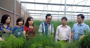 Hà Nội: Triển khai mô hình HTX trồng măng tây công nghệ cao theo chuỗi giá trị