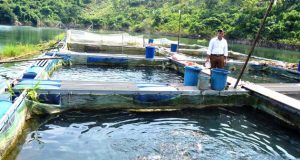 HTX Ta Gia: Sức bật kinh tế từ mô hình nuôi cá lồng