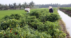 HTX Thành Công (Trà Vinh): Nhân lực là ‘chìa khóa’ thành công