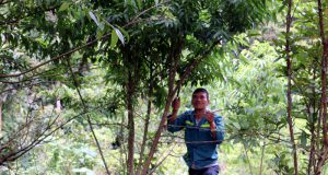 Tây Bắc: Những mô hình kinh tế hiệu quả cao