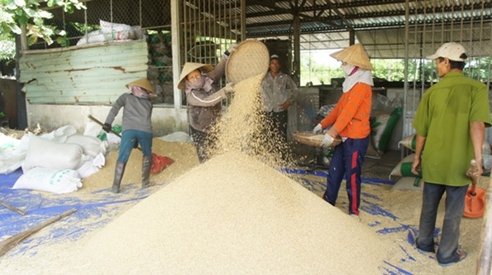 Đà Nẵng: Hợp tác xã gắn với chuỗi giá trị