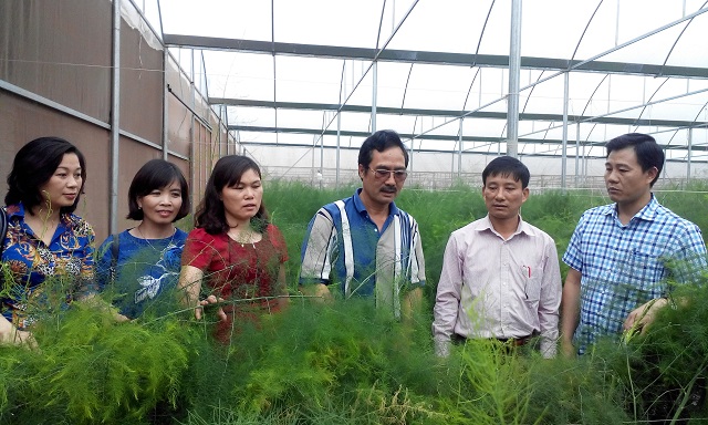 Hà Nội: Triển khai mô hình HTX trồng măng tây công nghệ cao theo chuỗi giá trị