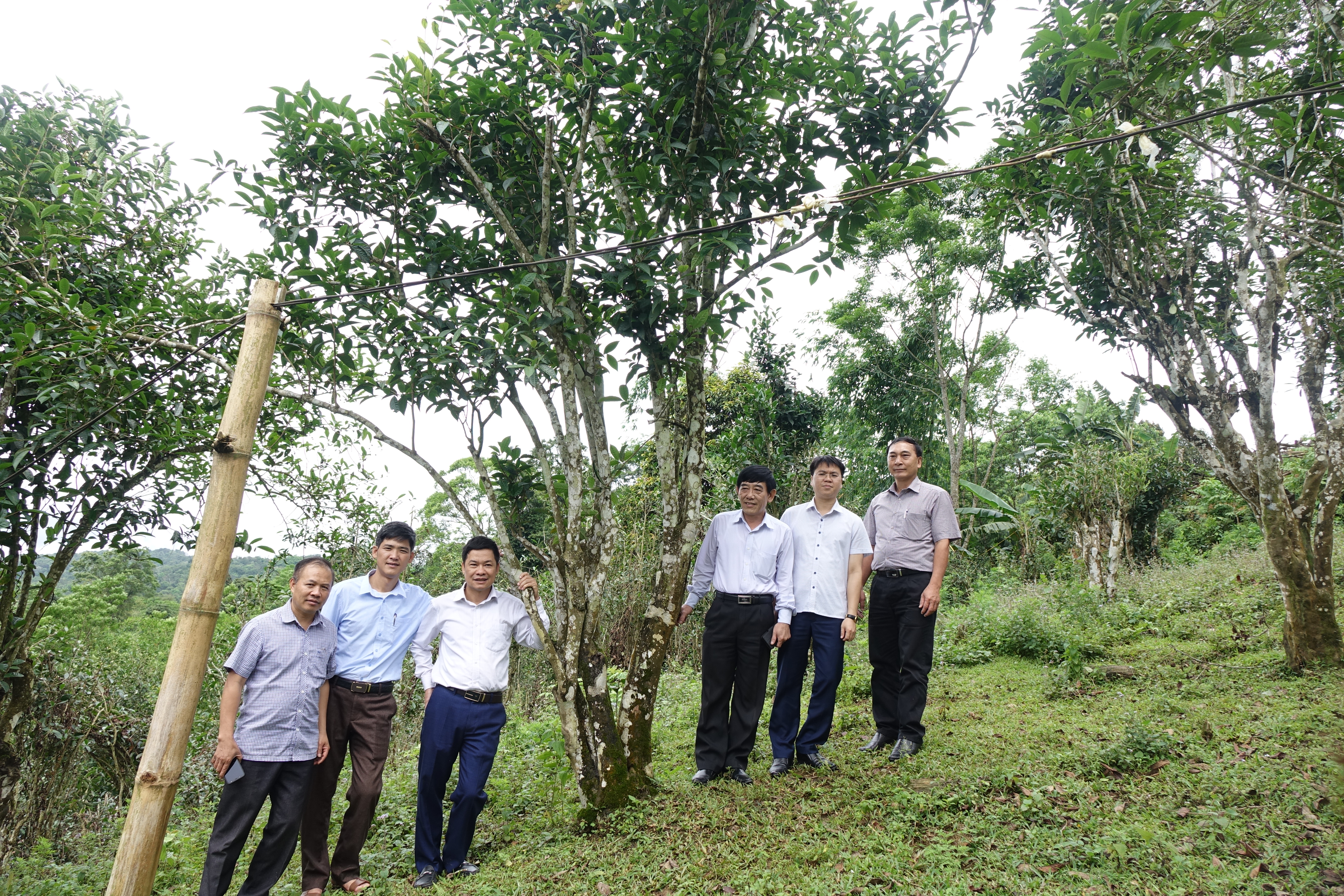 Khảo sát Hợp tác xã Sơn Trà – Tuyên Quang để Xây dựng mô hình Hợp tác xã sản xuất, kinh doanh gắn với chuỗi giá trị