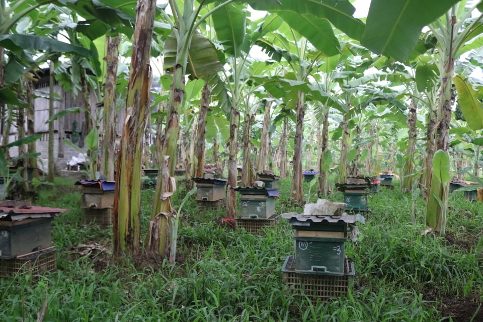 Hòa Bình: HTX nông nghiệp Dân Chủ sản xuất mật ong chất lượng cao
